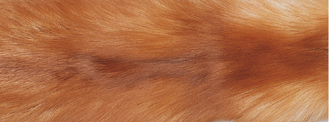 Plaid | Fuchs, Kaschmir | 70x230 cm Gold Fuchs/Beige