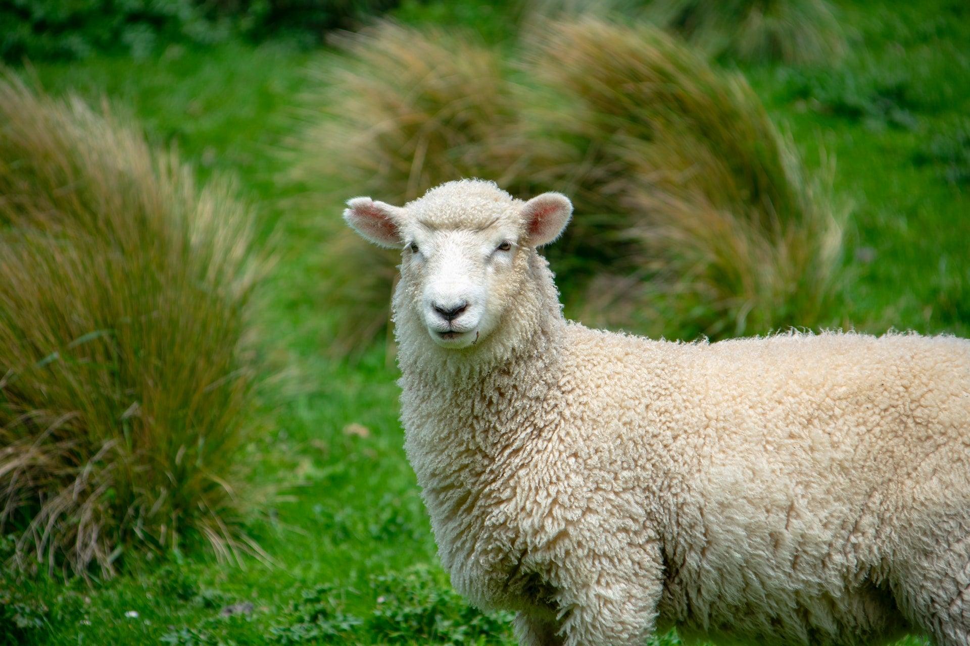 Am I allergic to sheepskin? - Naturescollection.eu