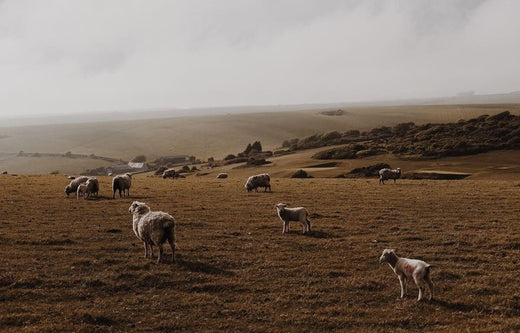 Where does merino wool come from?