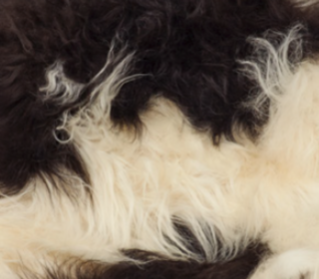 Theo Bank mit Lammfell | Island | Eichenbeine Gefleckt