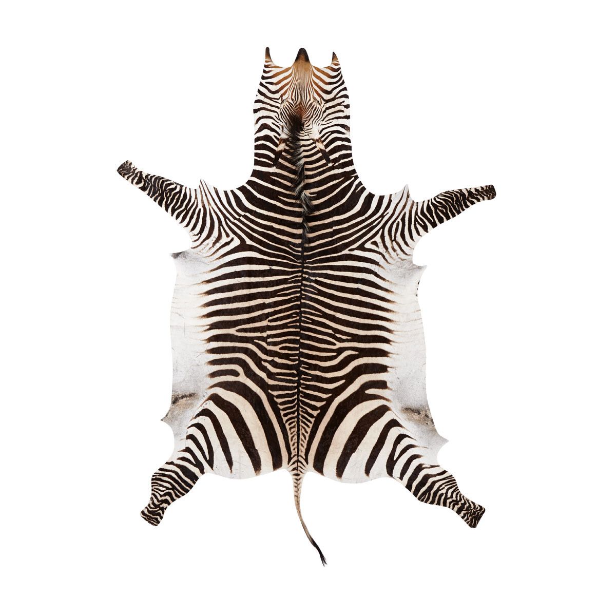 Zebrafell | Südafrika | 250x300