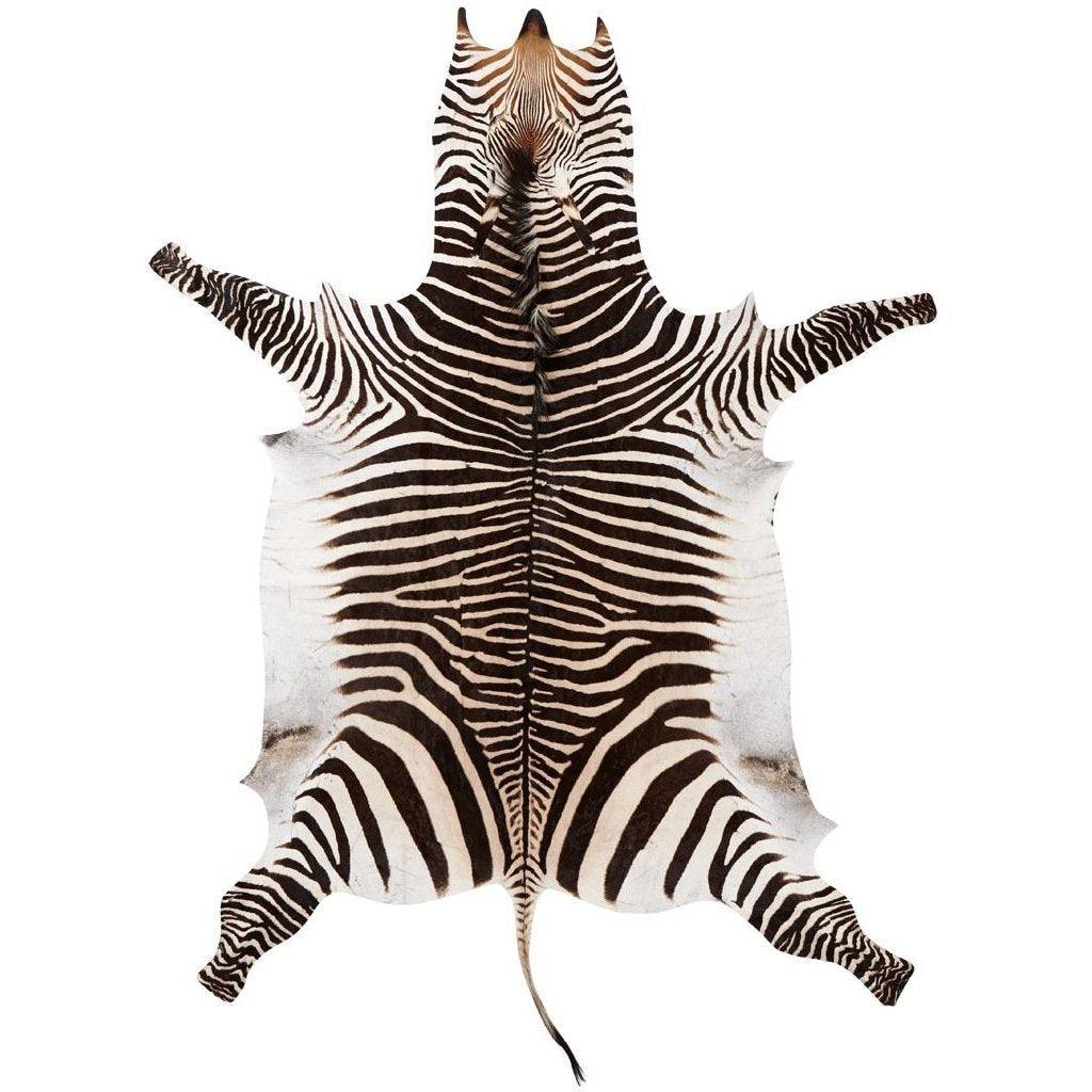 South African Zebra Hide | 250x300 - Naturescollection.eu
